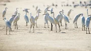 Seidenreiher an der Küste Sri Lankas. Sie sammeln sich in großen Gruppen und gehen gemeinsam auf Nahrungssuche. Seidenreiher an der Küste Sri Lankas. Sie sammeln sich in großen Gruppen und gehen gemeinsam auf Nahrungssuche.