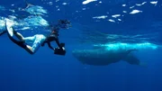 Unterwasser-Kameramann Simon Enderby nähert sich knapp unter der Oberfläche einem Paar Pottwale. Unterwasser-Kameramann Simon Enderby nähert sich knapp unter der Oberfläche einem Paar Pottwale.