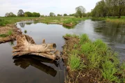 Der Spreewald gilt als Naturparadies und ist bekannt für seine reiche Artenvielfalt; es geht um die Ausweisung neuer Wildnisgebiete und die Zukunft des Waldes Der Spreewald gilt als Naturparadies und ist bekannt für seine reiche Artenvielfalt; es geht um die Ausweisung neuer Wildnisgebiete und die Zukunft des Waldes