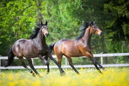 Wendig und trittsicher galoppieren diese beiden Trakehner &uuml;ber die Weide.