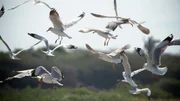 Mit rauschenden Flügeln und viel Lärm heben die Lachmöwen ab. Diese Vögel tragen im Sommer eine dunkle Kopffärbung, doch im Winter sind sie ohne "Haube". Mit rauschenden Flügeln und viel Lärm heben die Lachmöwen ab. Diese Vögel tragen im Sommer eine dunkle Kopffärbung, doch im Winter sind sie ohne "Haube".