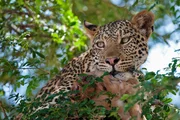 Leopard im Baum mit Beute
