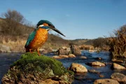 Der schillernde Eisvogel ist in der Lage, die Lichtbrechung der Wasseroberfl&auml;che zu berechnen, somit kann er die optische Abweichung der Position seiner Beute mit absoluter Pr&auml;zision korrigieren.