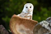 Die Schleiereule ist ein lautloser J&auml;ger. Ihr Geh&ouml;r ist der am st&auml;rksten ausgepr&auml;gte Sinn. Die Oberfl&auml;che ihrer Schwingenfedern ist samtig, ihr Fl&uuml;gelschlag erzeugt kein Ger&auml;usch.