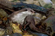 Der Fischotter geh&ouml;rt zur Familie der Marder &ndash; doch im Vergleich zu seinen Verwandten wie Iltis und Wiesel, ist er perfekt an den aquatischen Lebensraum angepasst. Sein K&ouml;rper ist stromlinienf&ouml;rmig und seine Bewegungen sind flie&szlig;end, wie das Wasser, in dem er sich bewegt. Sein Sehverm&ouml;gen ist unter Wasser besser als &uuml;ber Wasser &ndash; auf kurzen Distanzen oder im Dunkeln nutzt er jedoch seine Tasthaare, um sich zu orientieren.