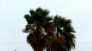 Die Bl&auml;tter der Palme wiegen sich im Wind unter dem grauen Himmel