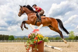Trakehner und ihre Reiter investieren viel Zeit und M&uuml;he in das Training und in die Turniervorbereitung.
