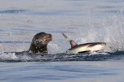 Newport Beach, CA - Ein Seel&ouml;we jagt einen Fuchshai