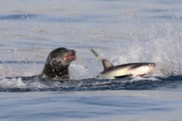 Newport Beach, CA - Ein Seelöwe jagt einen Fuchshai Newport Beach, CA - Ein Seelöwe jagt einen Fuchshai