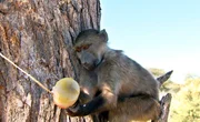 ARD/SWR DAS WAISENHAUS F&Uuml;R WILDE TIERE FOLGE 113, "Abenteuer Afrika", Die Paviane lieben die &bdquo;Eisbomben&ldquo; mit Gem&uuml;se und Obst.