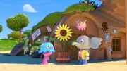 Die Sonnenblume ist Takolos ganzer Stolz!