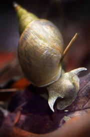 Die Spitzhornschnecke ist die größte unserer heimischen Schlammschnecken, sie frisst gerne Algen und wie alle Schlammschnecken ist sie ein Lungenatmer, der zum Lufthohlen an die Wasseroberfläche kommt. Die Spitzhornschnecke ist die größte unserer heimischen Schlammschnecken, sie frisst gerne Algen und wie alle Schlammschnecken ist sie ein Lungenatmer, der zum Lufthohlen an die Wasseroberfläche kommt.