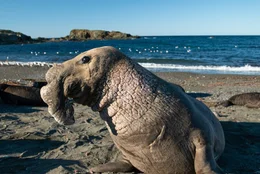 Seeelefantenkolonie &ndash; San Benito.