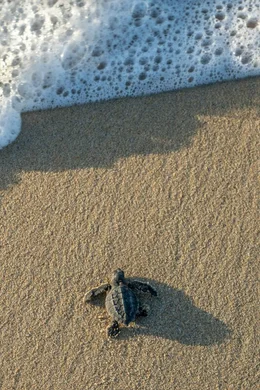 Oliv-Bastardschildkr&ouml;te an der K&uuml;ste von Oaxaca.