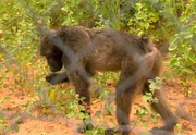 ARD/SWR DAS WAISENHAUS F&Uuml;R WILDE TIERE FOLGE 109, "Abenteuer Afrika". Pavian Jacob hat ein Problem mit seinen eigenen Artgenossen.