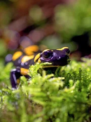 Feuersalamander. Feuersalamander.