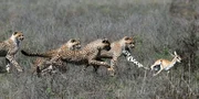 Geparden bei der Jagd in der Serengeti. Geparden bei der Jagd in der Serengeti.