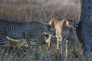 Geparden in der Serengeti. Geparden in der Serengeti.