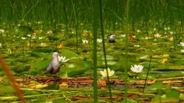 Skutarisee, Wei&szlig;bart-Seeschwalben, schwimmenden Nester.