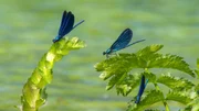 Blaufl&uuml;gel Prachtlibelle.