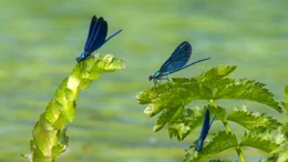 Blaufl&uuml;gel Prachtlibelle.