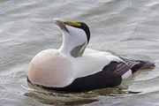 Dieses Eiderentenm&auml;nnchen ist wie seine Artgenossen im Fr&uuml;hjahr nach Norwegen gekommen um sich zu paaren.