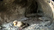 Schmutzgeier Junges in seinem Horst in einer H&ouml;hle.