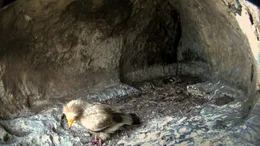 Schmutzgeier Junges in seinem Horst in einer H&ouml;hle.