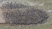 Kaspirobben sammeln sich auf einer Sandbank vor dem Wolgadelta. Kaspirobben sammeln sich auf einer Sandbank vor dem Wolgadelta.
