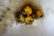 Eine Ackerhummel-Königin und ihre Arbeiterinnen beschützen die Brutkammern. Eine Ackerhummel-Königin und ihre Arbeiterinnen beschützen die Brutkammern.