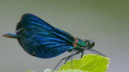 Blaufl&uuml;gel Prachtlibelle.