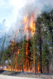 Waldbrand Waldbrand