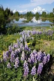 Lupinen Lupinen