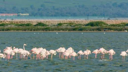Flamingos, Auf halbem Weg zwischen der Grenze zu Griechenland im S&uuml;den und Montenegro im Norden findet sich sich die K&uuml;stenlagune Karavasta.