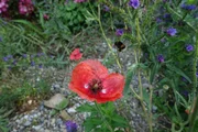 Hummeln und Bienen sammeln Nektar und Pollen von Wildblumen wie zum Beispiel dem Mohn. Hummeln und Bienen sammeln Nektar und Pollen von Wildblumen wie zum Beispiel dem Mohn.