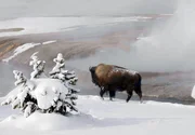 Dank der heißen Quellen überstehen die Bisons auch die eisigen Temperaturen des Winters im Norden der USA. Dank der heißen Quellen überstehen die Bisons auch die eisigen Temperaturen des Winters im Norden der USA.