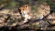Gepard in der Serengeti. Weiteres Bildmaterial finden Sie unter www.br-foto.de. Gepard in der Serengeti. Weiteres Bildmaterial finden Sie unter www.br-foto.de.