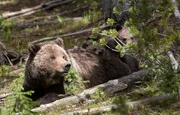 Grizzlybär mit ihren Jungen. Grizzlybär mit ihren Jungen.