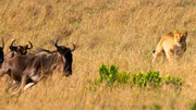 Diese Löwin ist auf der Jagd nach Gnus. Diese Löwin ist auf der Jagd nach Gnus.
