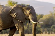 Wissenschaftler beginnen, Laute zum Beispiel von Elefanten als Gefühlsäußerungen der Tiere zu interpretieren. Wissenschaftler beginnen, Laute zum Beispiel von Elefanten als Gefühlsäußerungen der Tiere zu interpretieren.
