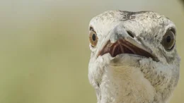 Gro&szlig;trappen haben scharfe Augen, die sie f&uuml;r die Insektenjagd ben&ouml;tigen.