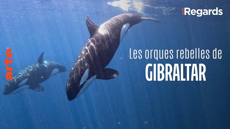 Aufstand der Orcas? (D, 2024)