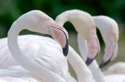 Eine der wohl ausgefallensten Kommunikationsarten haben Flamingos: Die korallenfarbigen Vögel führen Gruppentänze auf, bei denen sie sich synchron drehen. Eine der wohl ausgefallensten Kommunikationsarten haben Flamingos: Die korallenfarbigen Vögel führen Gruppentänze auf, bei denen sie sich synchron drehen.