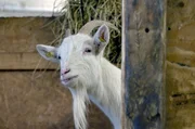Können Tiere wie diese Ziege uns mitteilen, was sie fühlen? Können Tiere wie diese Ziege uns mitteilen, was sie fühlen?