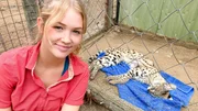 Ein Serval im "Aufwachraum". In zwei Monaten darf die schöne Raubkatze zurück in die Wildnis. Ein Serval im "Aufwachraum". In zwei Monaten darf die schöne Raubkatze zurück in die Wildnis.