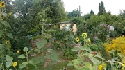 Die Kleingartenanlage Bornholm existiert seit 127 Jahren und ist eine der ältesten und schönsten Schrebergartenanlagen Berlins. Garten von Margret und Matthias Die Kleingartenanlage Bornholm existiert seit 127 Jahren und ist eine der ältesten und schönsten Schrebergartenanlagen Berlins. Garten von Margret und Matthias