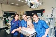 Die drei jungen Tierärztinnen Eléonore, Florence und Alix müssen sich im Alltag beweisen Die drei jungen Tierärztinnen Eléonore, Florence und Alix müssen sich im Alltag beweisen