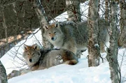 Wölfe zwischen Bäumen im Schnee: Die Raubtiere kommunizieren durch Heulen, um in der Wildnis zusammen zu bleiben. Wölfe zwischen Bäumen im Schnee: Die Raubtiere kommunizieren durch Heulen, um in der Wildnis zusammen zu bleiben.