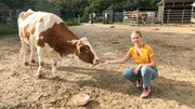 Auf dem Gnadenhof Gut Streiflach dürfen Kühe alt werden. Auf dem Gnadenhof Gut Streiflach dürfen Kühe alt werden.