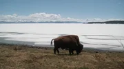 Bison am vereisten Yellowstone Lake.